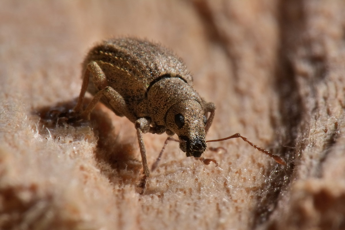 Curculionidae:  Sciaphilus asperatus